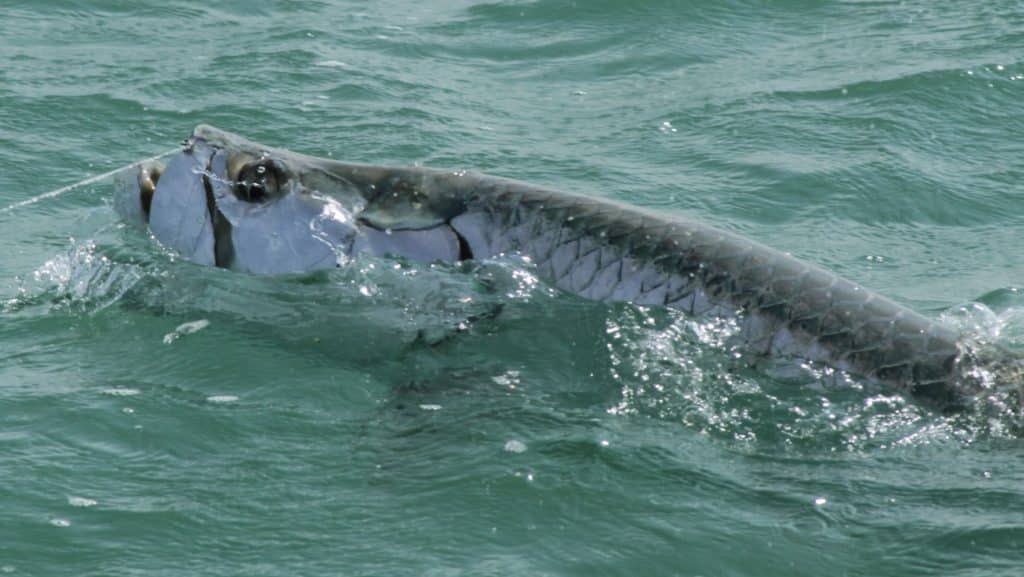 Tarpon Fishing Photo of the Day