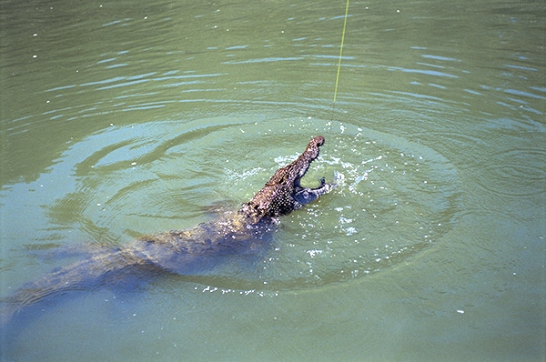 Australian Crocodile Fishing Photo