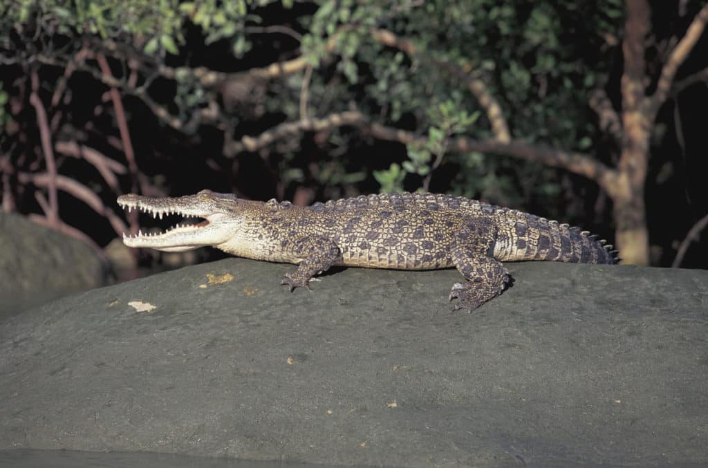Crocodile waiting on a bank