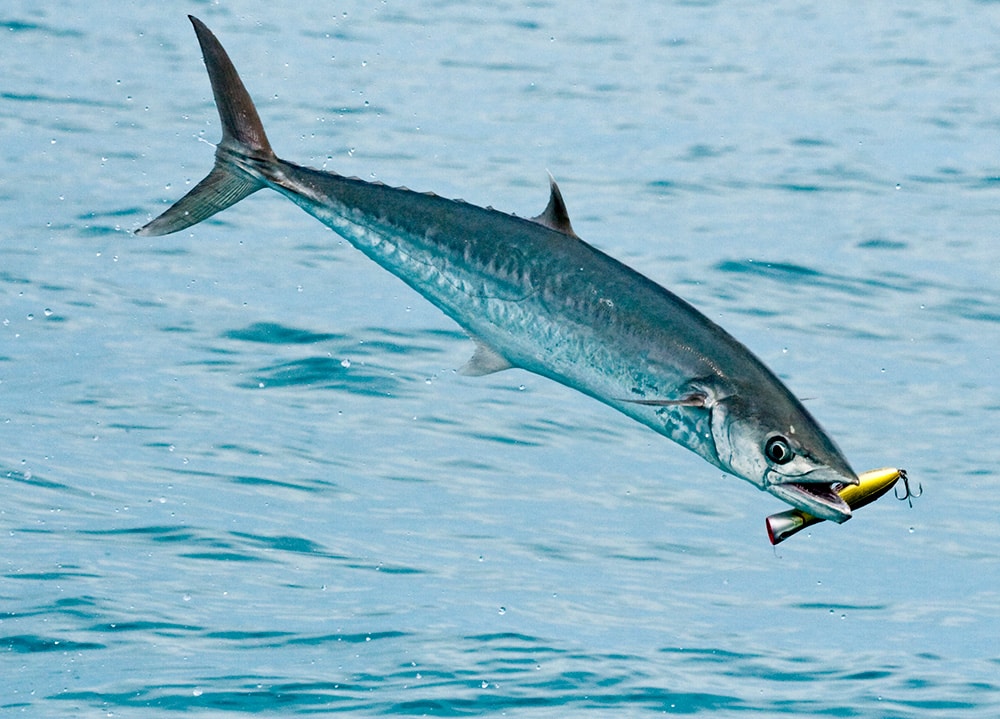 mackerel jump