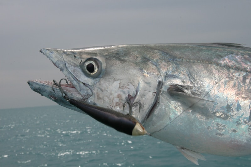 king_mackerel_key_west_florida_3.jpg