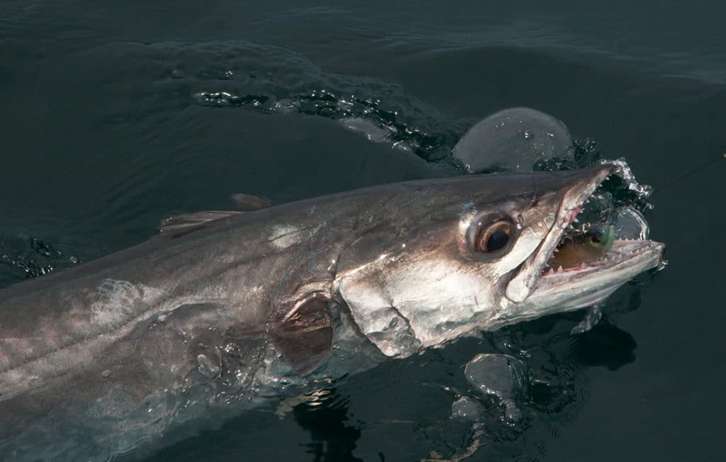 king mackerel catch