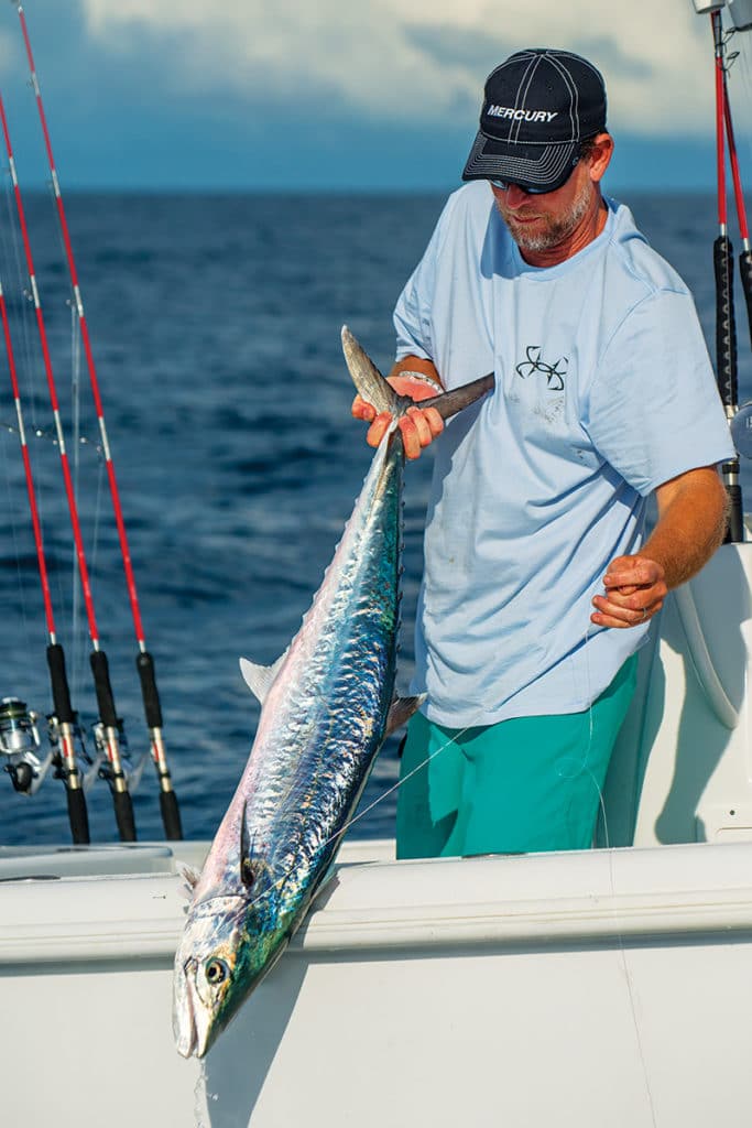 kingfish catch