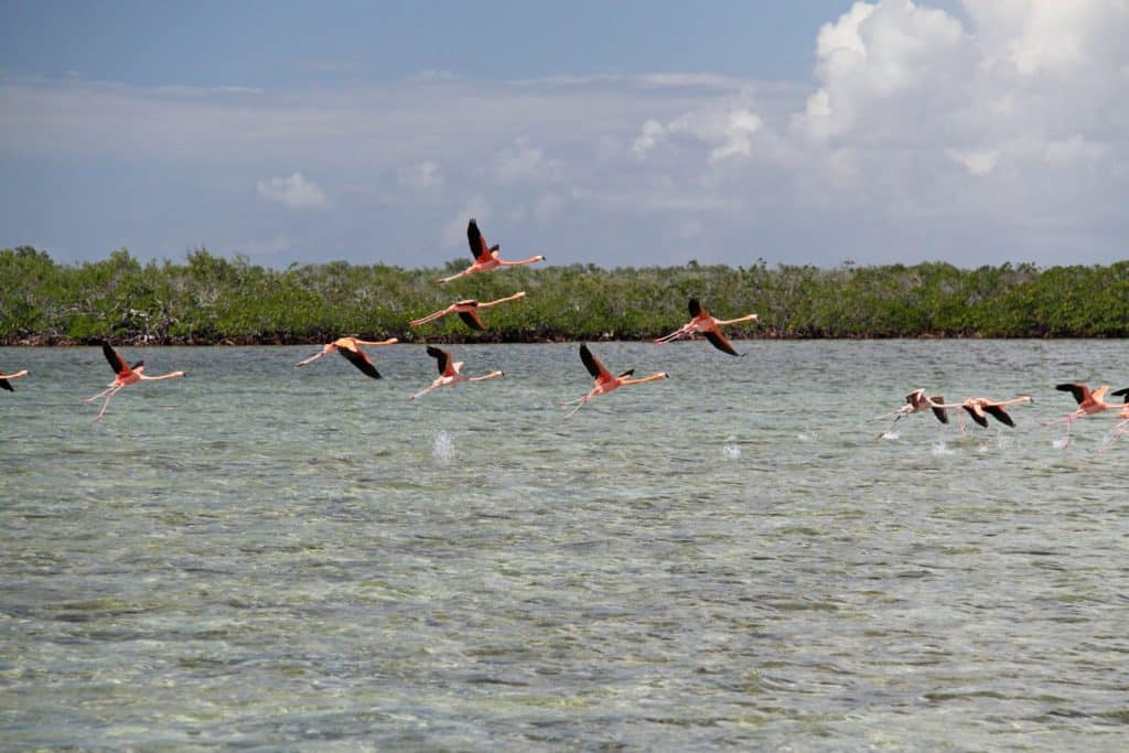 A flock of flamingos, Cuba