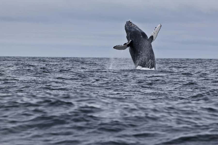 kyler_vos_pacific_fishing_05.jpg