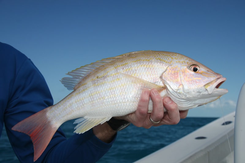 lane_snapper_key_west_florida.jpg