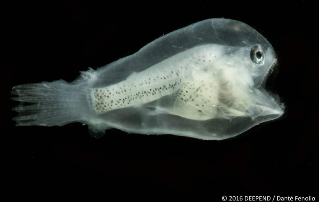 A deep-sea monster, the anglerfish