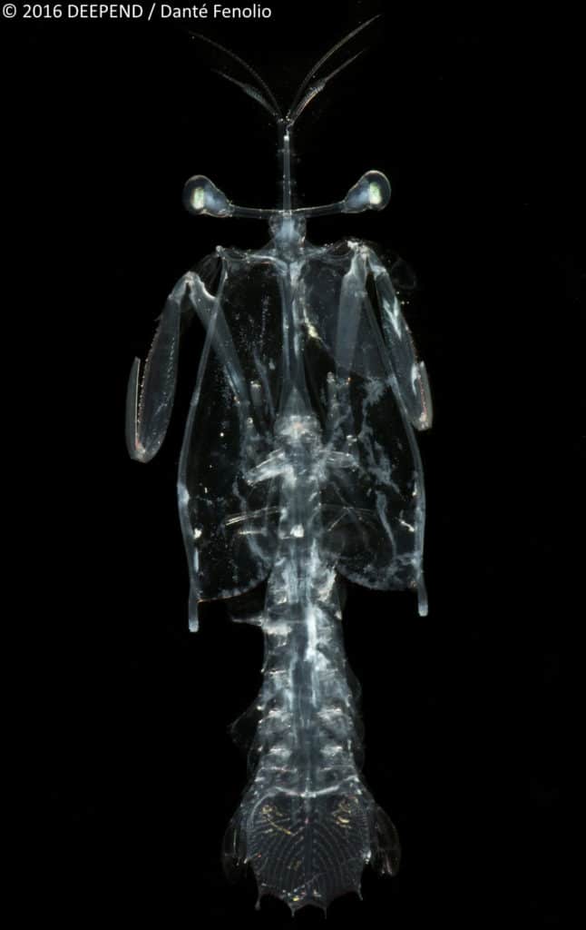 A deep-sea surprise -- a larval lobster