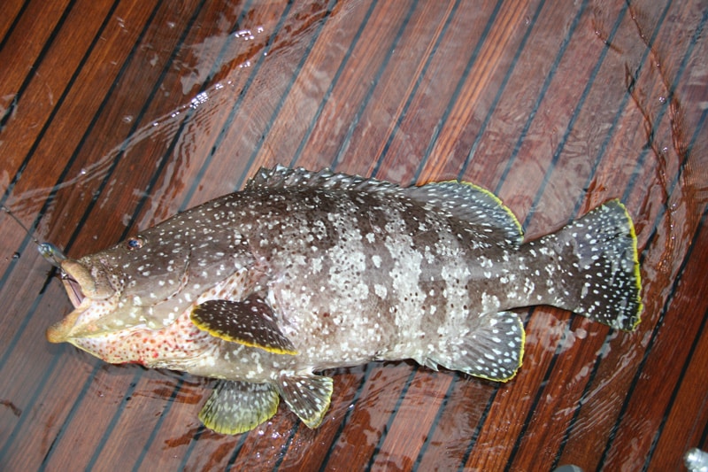 leather_bass_grouper_revillagigedos_islands_mexico.jpg