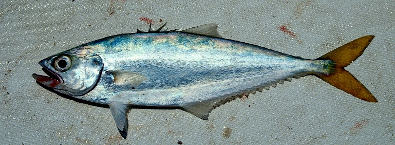 Leatherjack fish