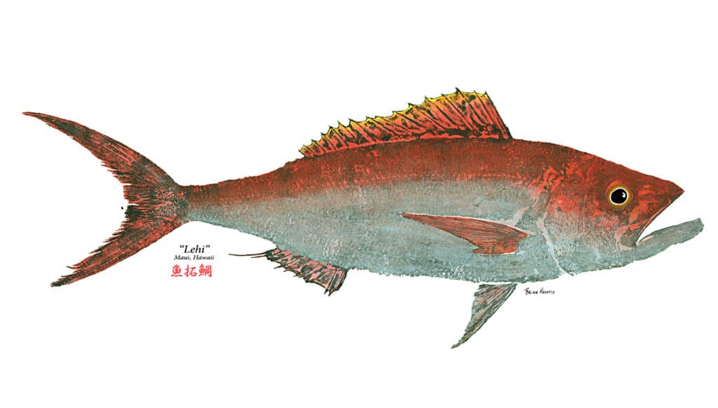 Gyotaku fish print of a rusty jobfish