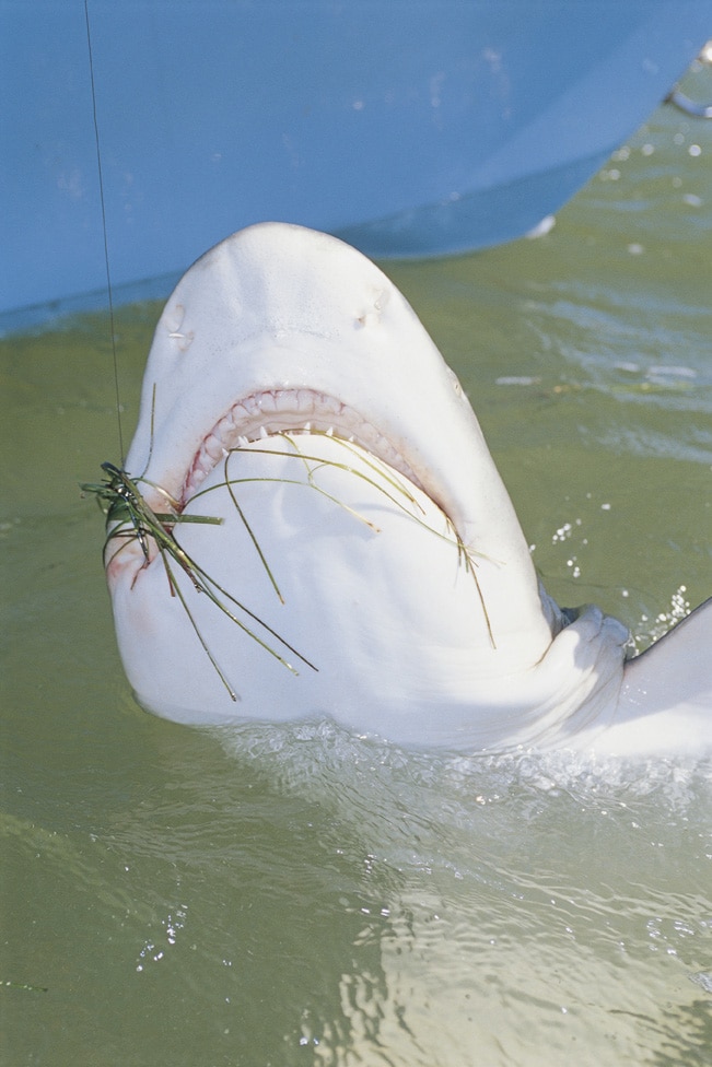 lemon_shark_florida_bay_florida.jpg