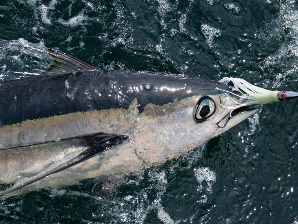 Albacore tuna fish fishing Washington
