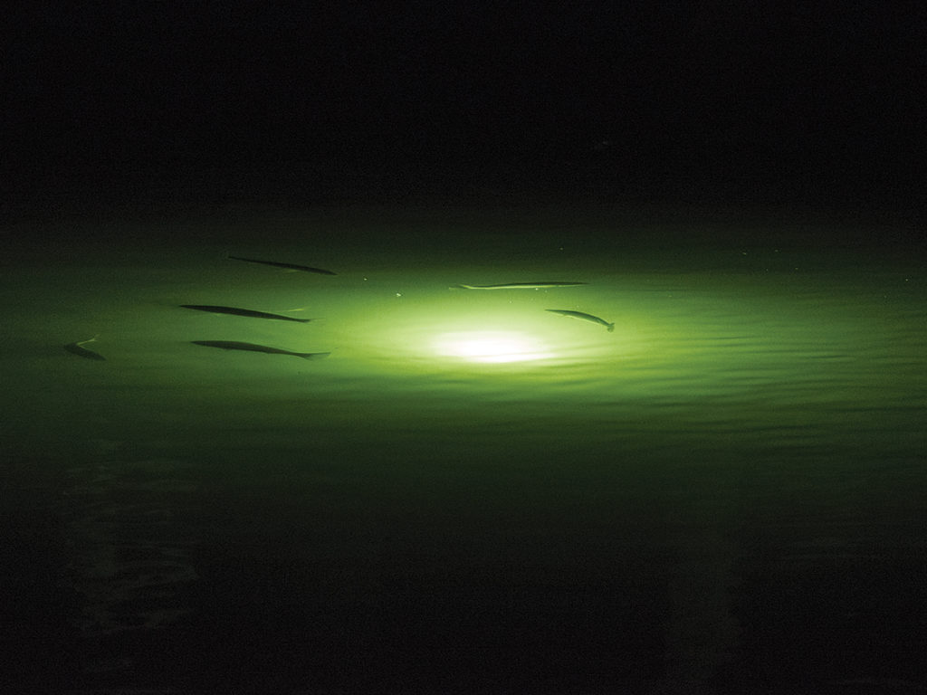 Snook swimming around Florida dock light