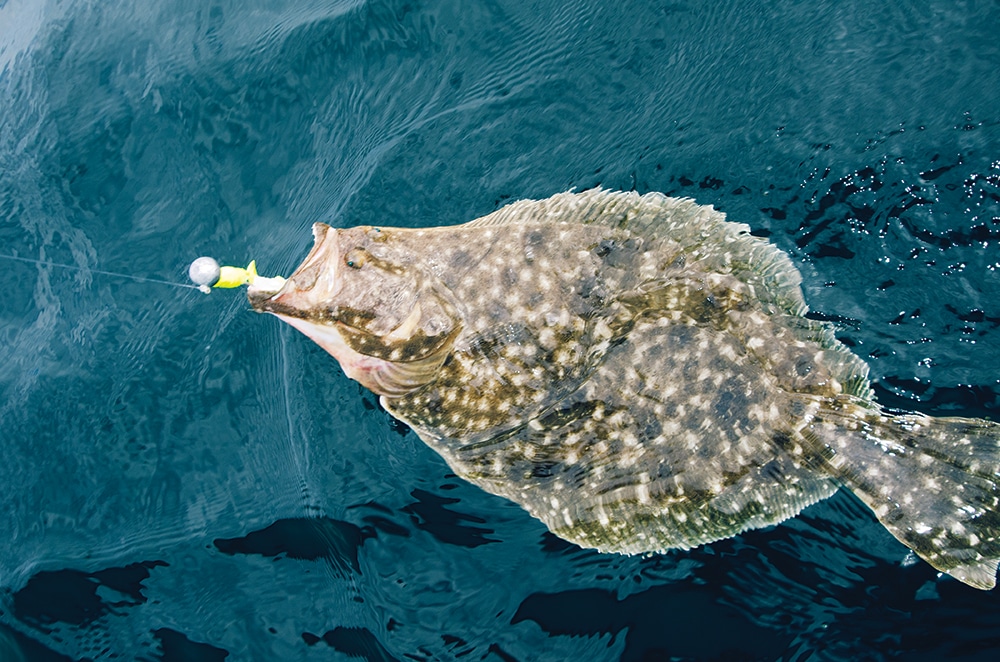 light-tackle-flounder-02.jpg