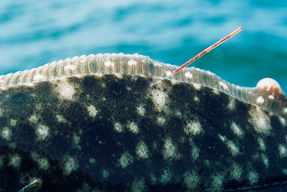 Mid-Atlantic Light Tackle Flounder Fishing