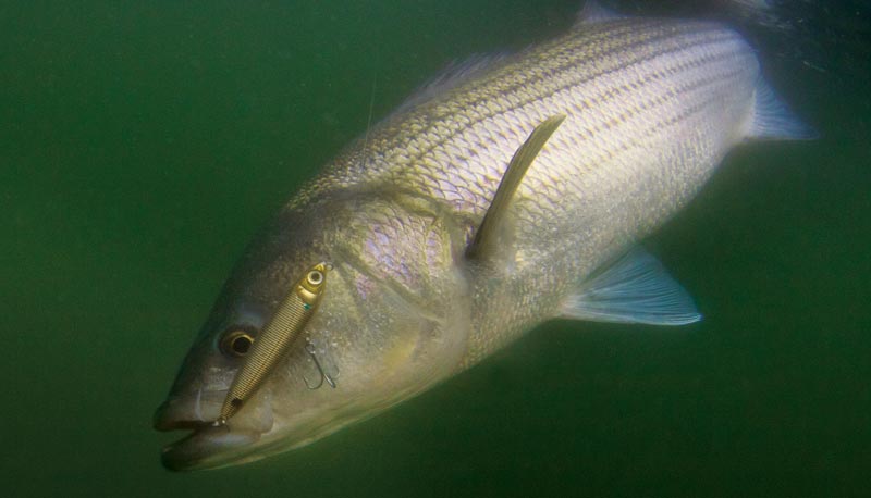 Light-Tackle Stripers