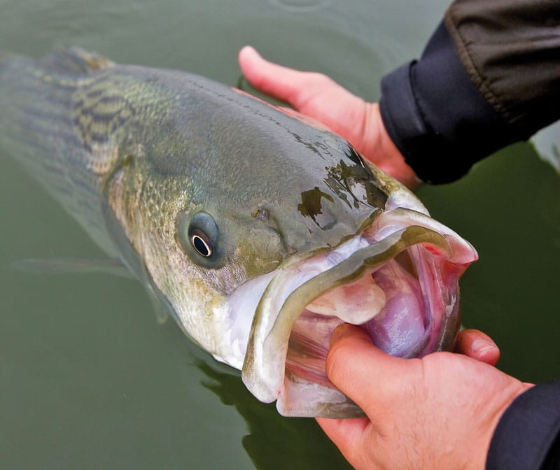 light-tackle-stripers-closeup.jpg