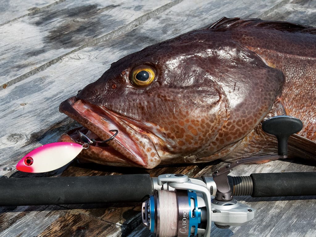 lingcod