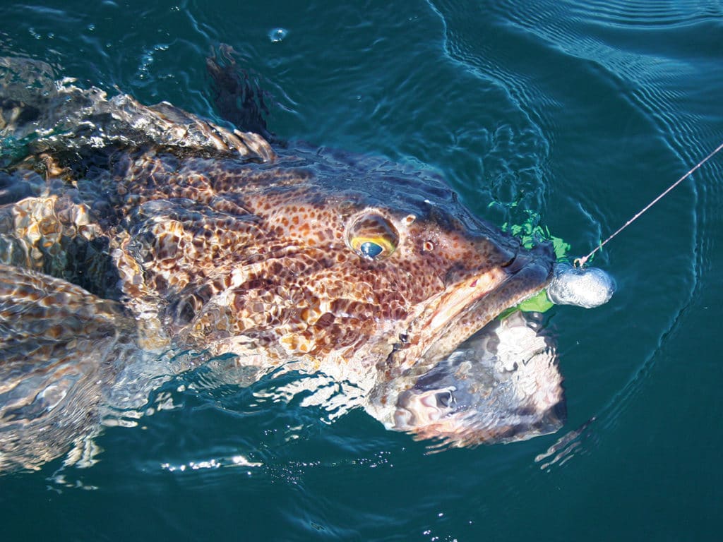 lingcod