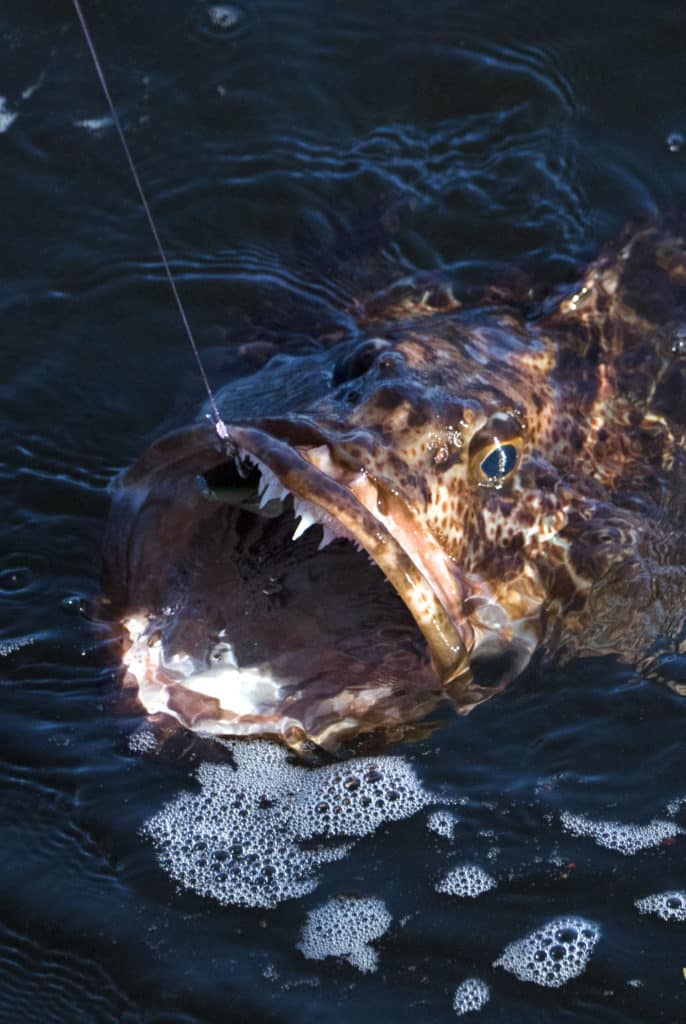 Strange Fishes from the Deep - lingcod