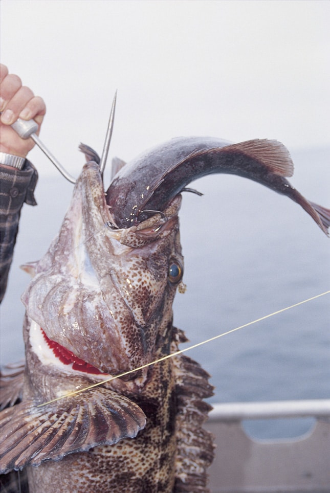 lingcod_seward_alaska.jpg