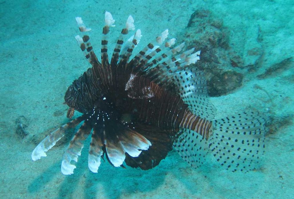 lionfish