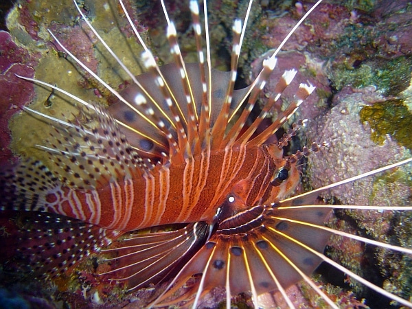 lionfish