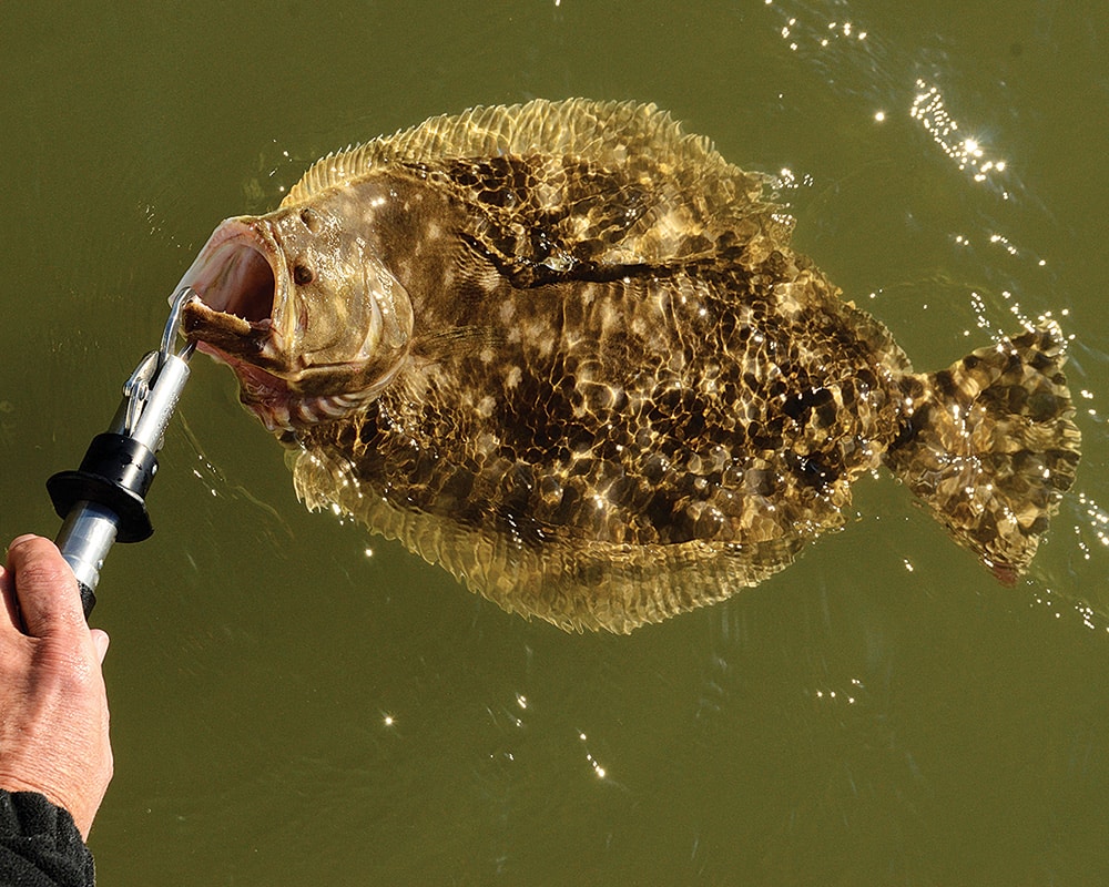 flounder fishing catch