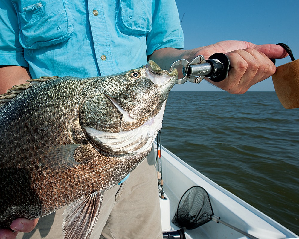 tripletail catch