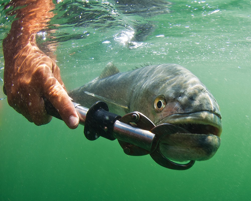 bluefish release underwater