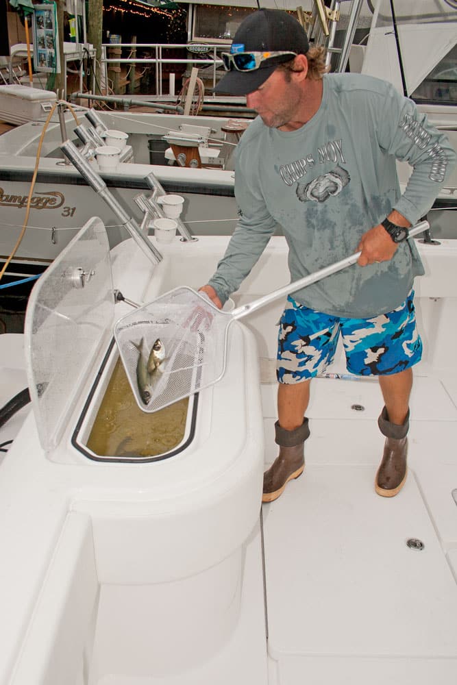 Fisherman scooping live bait from fishing boat livewell