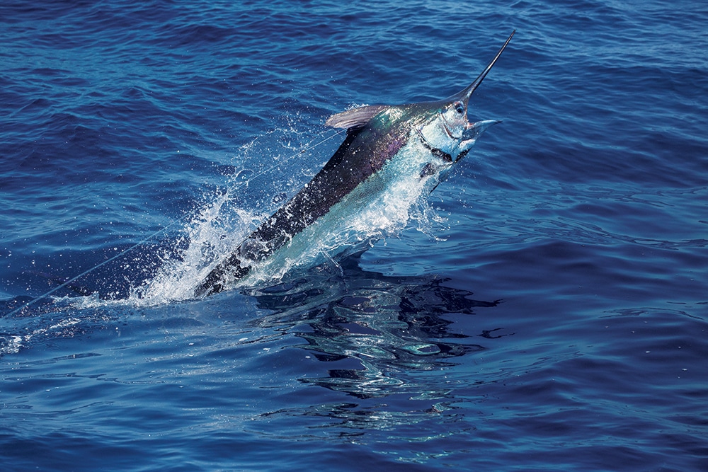 long-island-blue-marlin-01.jpg