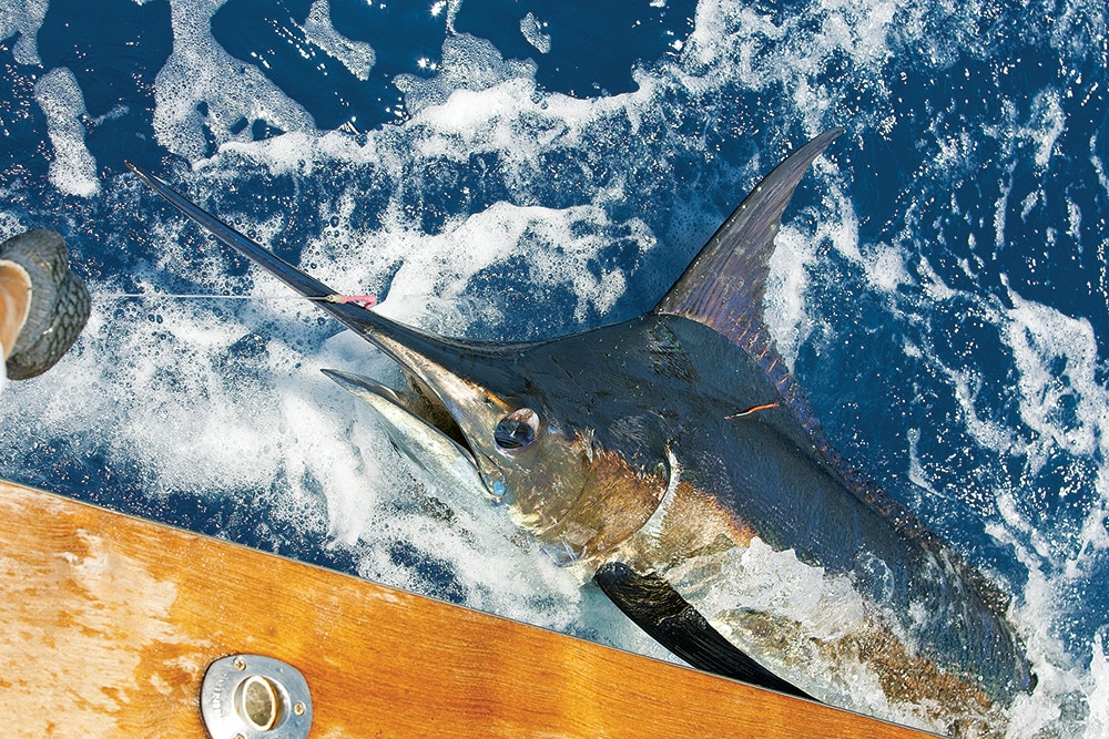 New York Blue Marlin Fishing