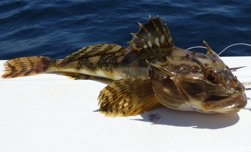 longhorn sculpin, p1000710 (2).jpg