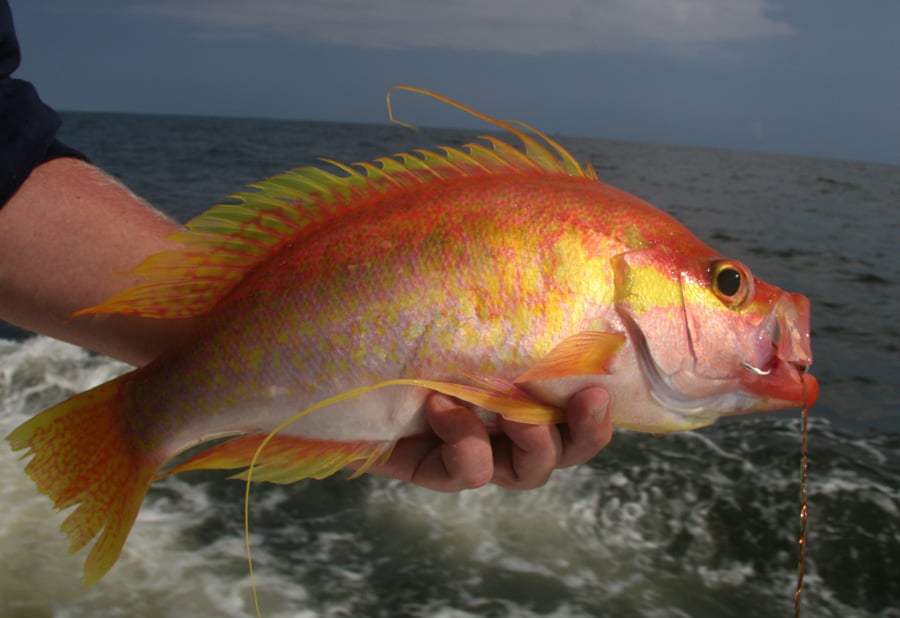 longtail_bass_gulf_of_mexico_alabama.jpg