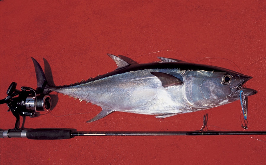 longtail_tuna_gulf_of_carpenteria_northern_australia.jpg