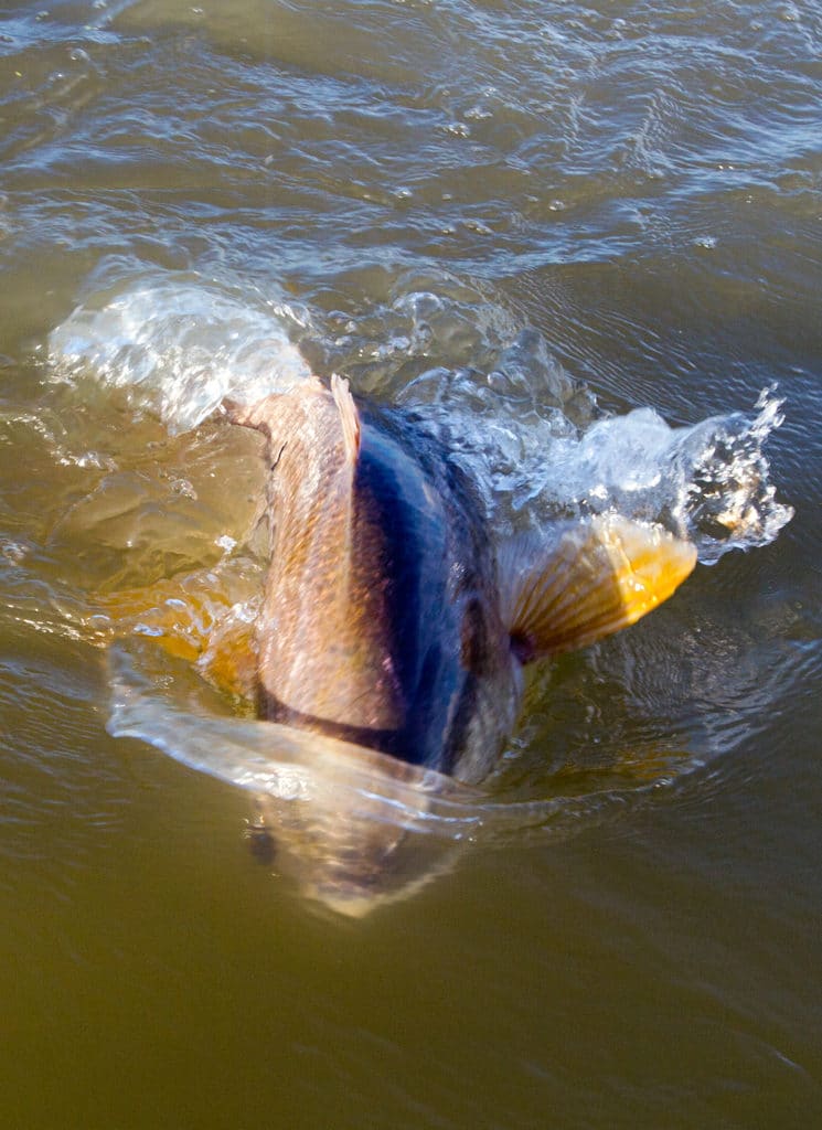 bull redfish