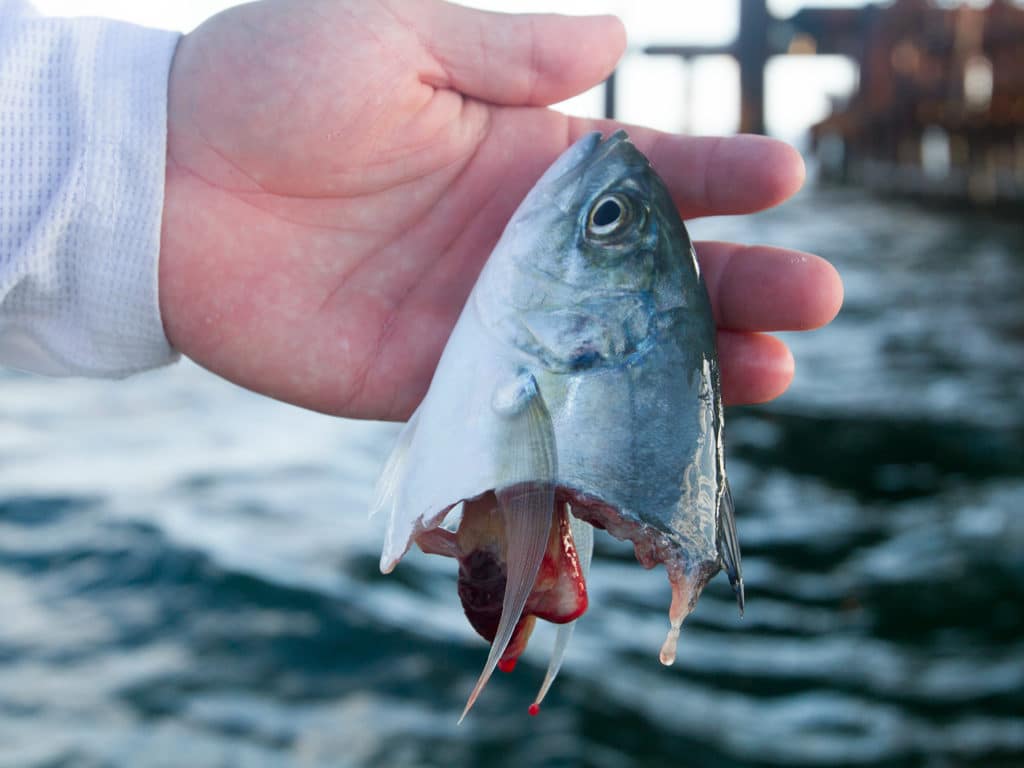 baitfish eaten by shark