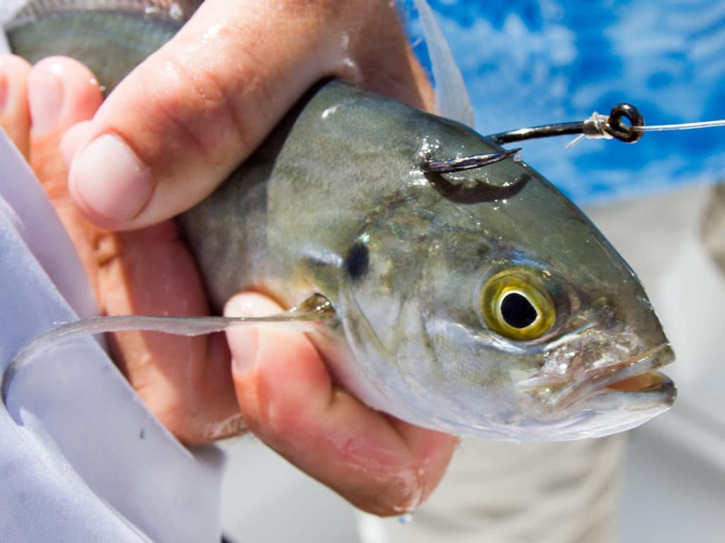 hooked blue runner