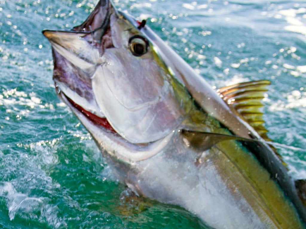 yellowfin tuna headshake