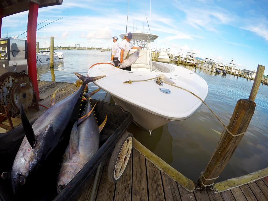 yellowfin tuna at the docks