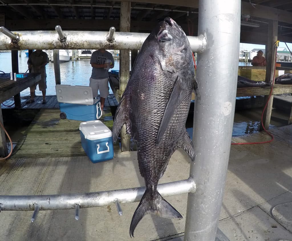 pomfret catch