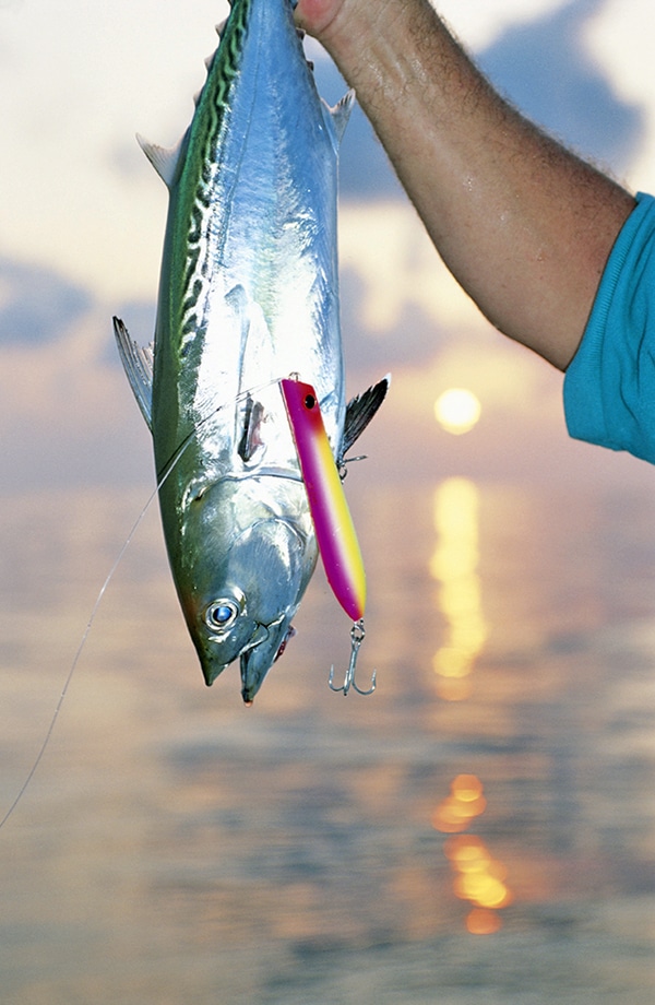 Louisiana Bonito Tuna Fishing Photo