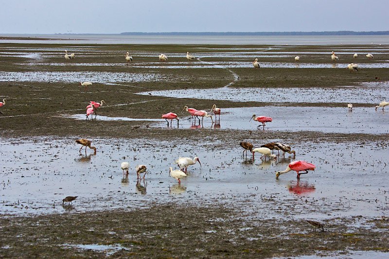 low-tide-in-everglades-national-park..jpg