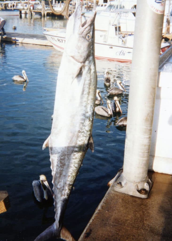 king mackerel