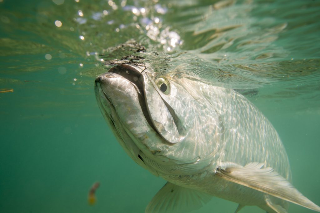 A big tarpon up close