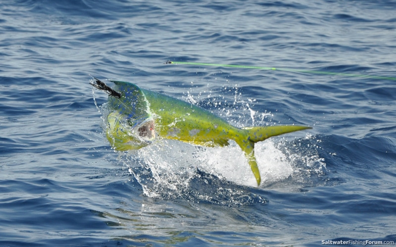 mahi-chubb.jpg