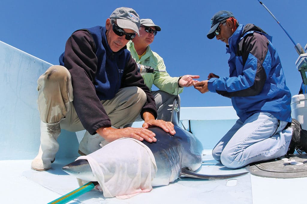 saltwater fishing anglers tagging a mako shark