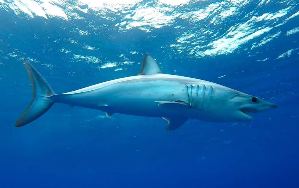 Mako Shark Joins the Snowbirds in Migrating Back Up North